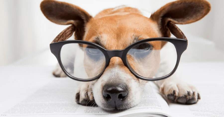 What Is Your Pet's IQ? Test Now